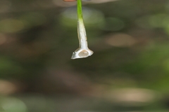 Isoetes coromandeliana